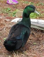 Jasper, a cayuga drake - black with shiny green highlights